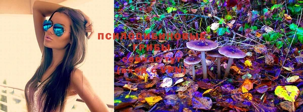 PSILOCYBIN Алексеевка